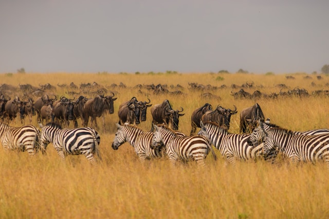 Grande migration dans le Masai Mara