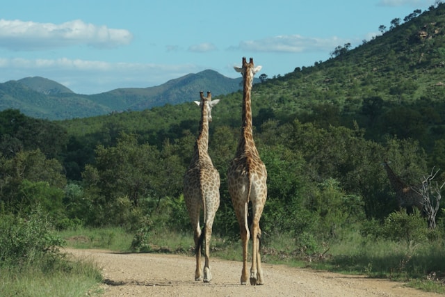 deux-girafes-marchent-sur-un-chemin-de-terre